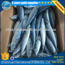 Japanese mackerel fishes Hot Sell Chinese frozen fish prices